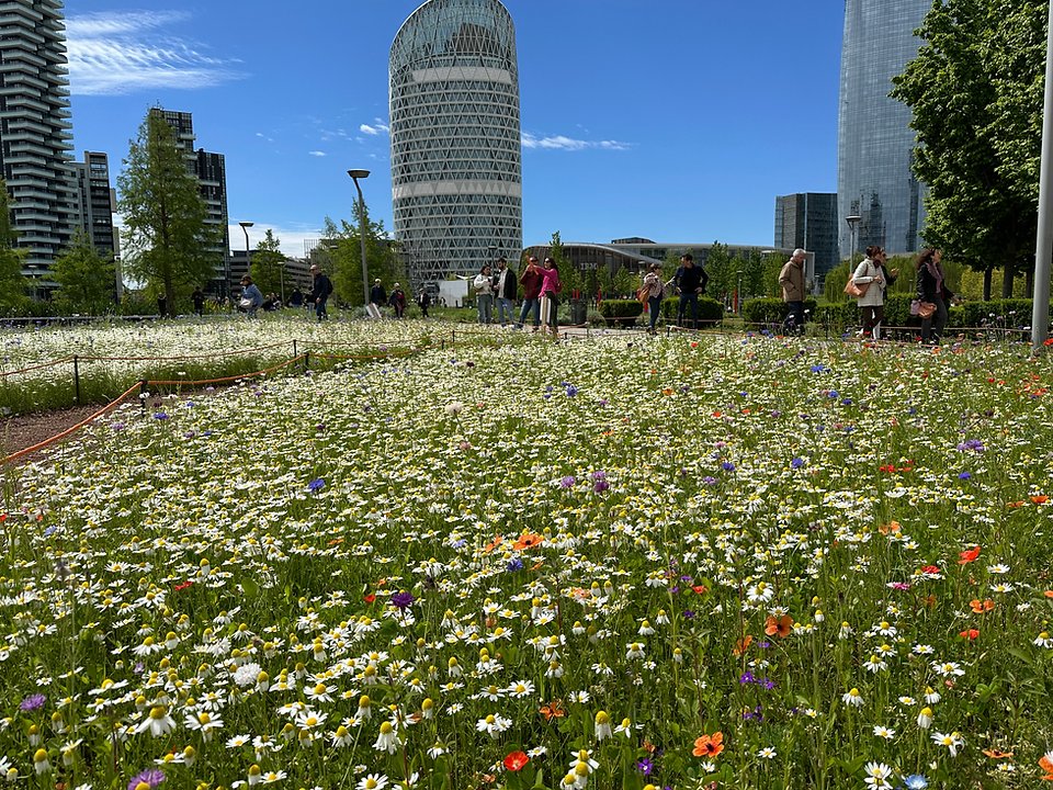 🌳 밀라노 나무 도서관 (BAM - 비블리오테카 델리 알베리 밀라노)